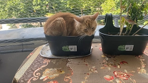 Reinrassige Maine Coon