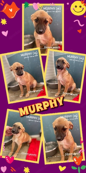 wunderschöner Welpenjunge "Murphy" sucht ein liebevolles Zuhause