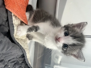 Ragdoll BKH Kitten 