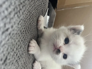 Ragdoll BKH Kitten 