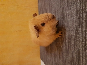 Meerschweinchen gesucht... ? Bild 3