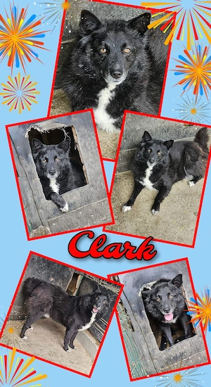 lieber, freundlicher, menschenbezogener, wunderschöner Rüde "Clark" sucht ein Zuhause