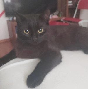 BKH kater 