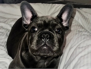 Französische Bulldogge