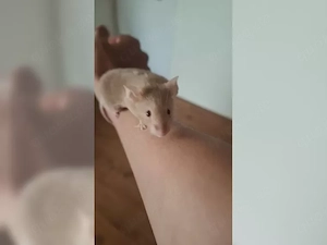 Farbmaus Männlich Gesund