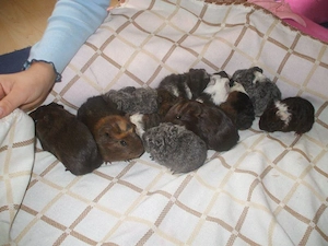 Meerschweinchen gesucht... ? Bild 4