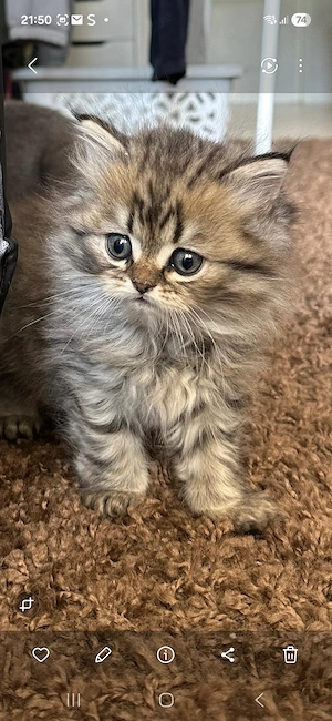 Britisch Kurzhaar & Britisch Langhaar Kitten 