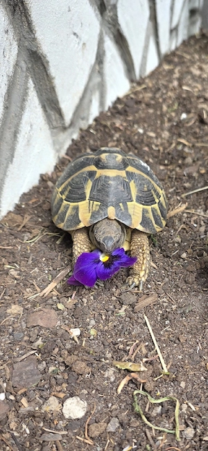 griechische landschildkröte 