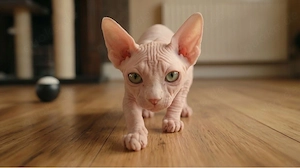 Sphynx-Kitten: Nur noch ein Junge frei!