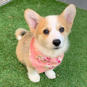Corgis suchen ein Zuhause