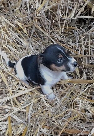 Jack Russel Terrier Welpen 