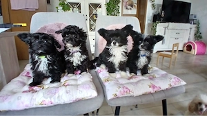 toypudel x papillion 
