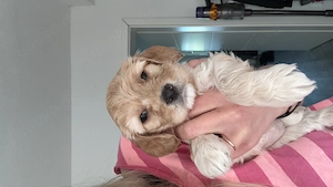 Cockerpoo Welpen suchen liebevolles Zuhause  