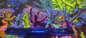 Acropora Set Meerwasser Aquarium 