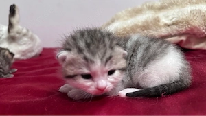 Britisch Kurzhaar Kitten
