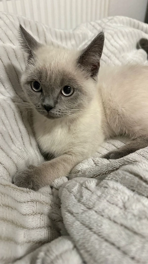 Bkh katze wriblich 4 mlnste alt sehr süss