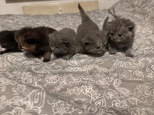    5 zuckersüße BKH BLH Kitten suchen bald ihr liebevolles Zuhause   