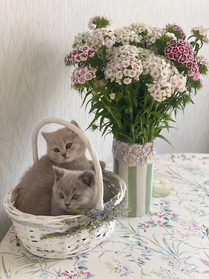 BKH Kitten