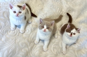 Noch 1 seltener und wunderschöner BKH Kater