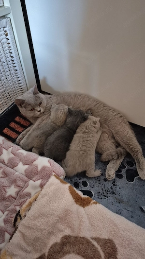 Süsse kleine BKH Dame