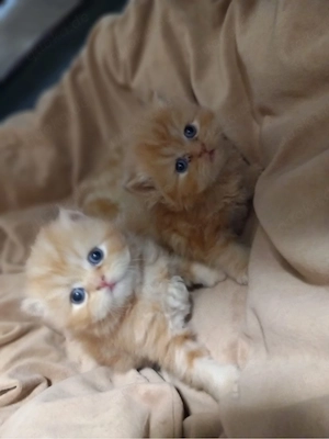 2 Perserkater in rot