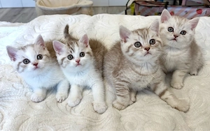 Wunderschöne BKH Kitten