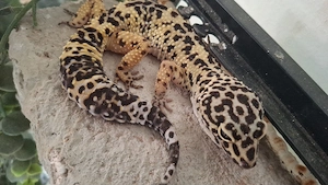 Leopadgecko 