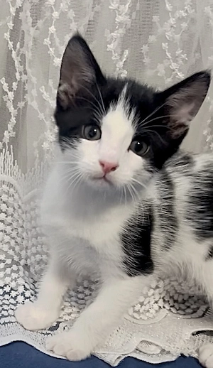 Angoramix Kitten sucht ab sofort ein neues Nest