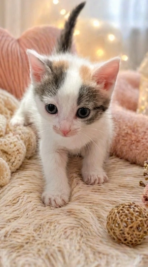 zwei Katzen Babys 