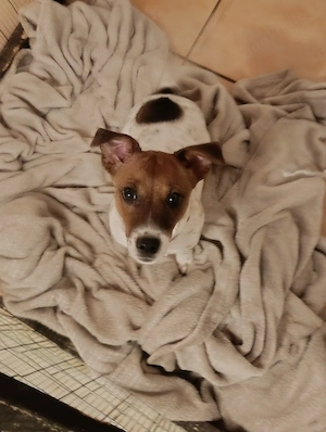 Jack Russel Hündin 