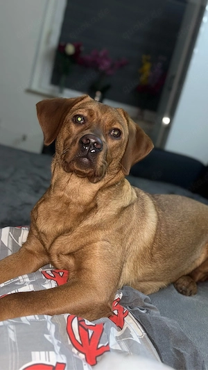 Foxred Labrador 