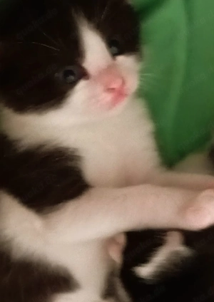 Angora Mix Kitten 