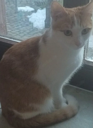 wunderschön Katze in liebevolle Hände abzugeben 
