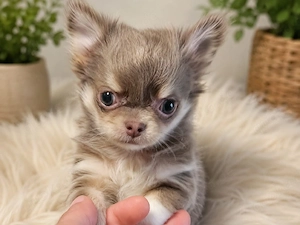 Bezaubernde Chihuahua Welpen 