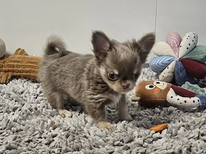Chihuahua Welpen Langhaar 