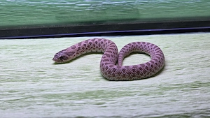 Heterodon nasicus Nachzuchten 2026   Moondust   Lavender   Arctic het Lavender Bild 3
