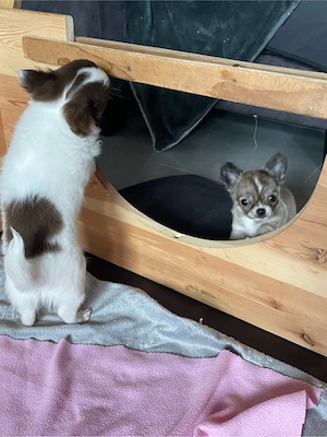 Noch ein Chihuahua Welpe (Rüde) sucht seine Familie Bild 4