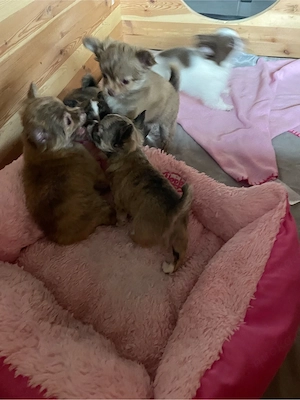 Noch ein Chihuahua Welpe (Rüde) sucht seine Familie Bild 6