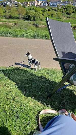 1 jahre alter chihuahua  Rüde  Bild 3