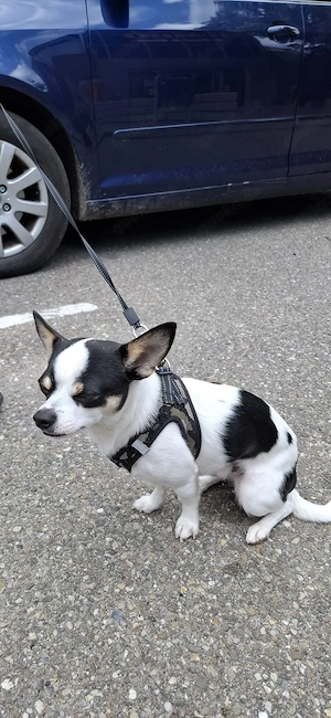 1 jahre alter chihuahua  Rüde  Bild 2