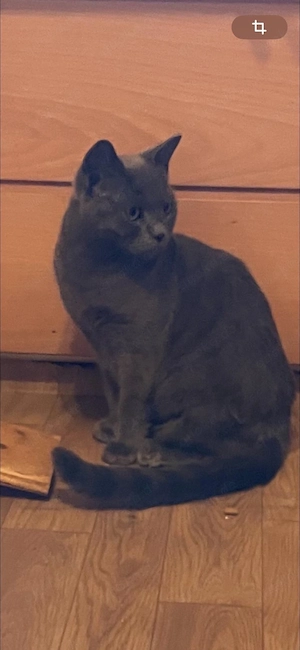 Reinrassiger BKH Deckkater.