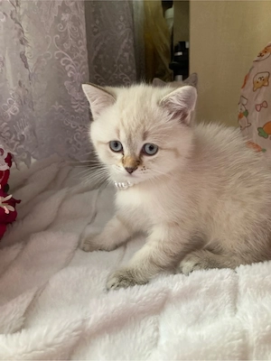 Sehr süße BKH Kitten in Blue&Tabby Point