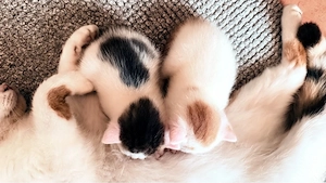 Babykatzen Katzenkinder Kitten 2 Kater 