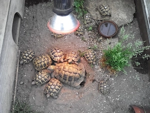 Griechische Landschildkröten abzugeben Bild 2