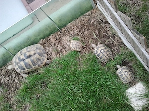 Griechische Landschildkröten abzugeben Bild 4