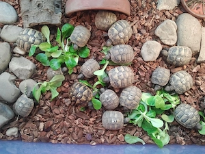Griechische Landschildkröten abzugeben Bild 3