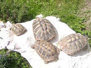 Griechische Landschildkröten abzugeben