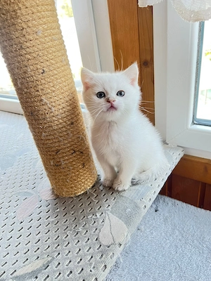 Baby Katze BKH suchen ein neues Zuhause