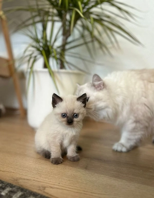 Britsch Kurzhaar Kitten