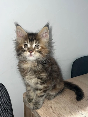 Maine Coon Kitte 